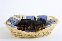 Welsh Terrier, three puppies sleeping in a dog basket, 7 weeks