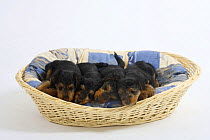 Welsh Terrier, four puppies sleeping in a dog basket, 7 weeks