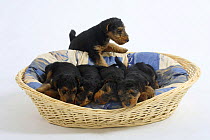 Welsh Terrier, four puppies sleeping in a dog basket, fifth puppy trying to climb in, 7 weeks