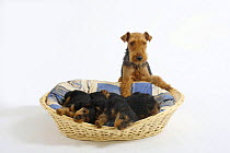 Welsh Terrier, bitch watching over her four puppies sleeping in a dog basket, 7 weeks