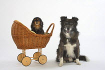 Mixed Breed Dog, 8 years, and Cavalier King Charles Spaniel, black-and-tan, 8 years old in doll's pram