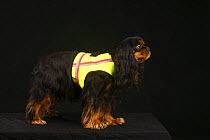 Cavalier King Charles Spaniel, black-and-tan, wearing a reflective safety jacket / coat