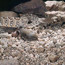 Puff adder {Bitis arietans} swallowing its prey, a Grass rat, captive, sequence 3/5