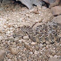 Puff adder {Bitis arietans} scenting out its prey, a Grass rat, after striking it, captive, sequence 1/5