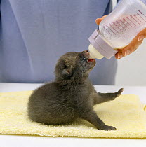 Red fox {Vulpes vulpes} 2-week orphan cub being bottle fed, captive, UK