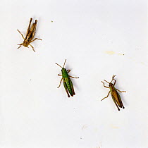 Three Meadow grasshoppers {Chorthippus parallelus} showing different colour morphs, captive, UK