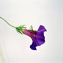 Bush cricket {Requena verticalis} on Morning glory flower {Ipomoea leari} captive, Central America