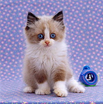 Persian cross kitten, sitting