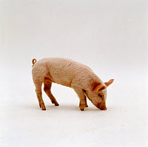 Domestic pig {Sus scrofa domestica} sniffing the ground, captive, UK