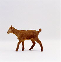 Domestic goat kid {Capra hircus} four-weeks, UK