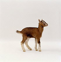 Toggenburg x Pygmy goat kid {Capra hircus} one-week, UK