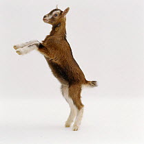 Toggenburg x Pygmy goat kid {Capra hircus} standing up on rear legs, UK