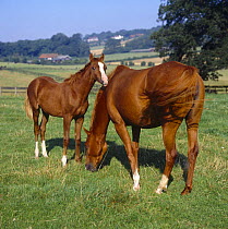 Domestic horse, chestnut mare and foal, 21-weeks, grazing in field, UK