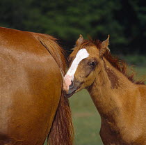 Chestnut colt foal (11-weeks) with white blaze, beginning to lose its baby coat, nuzzling mare, UK