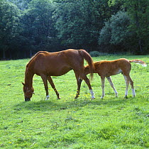 Domestic horse, chestnut British show pony mare and foal, 8-weeks; foal placing head between mare's legs to protect it from flies, UK