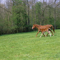 Domestic horse, chestnut British show pony mare and foal, mare trotting and foal cantering to keep up, UK