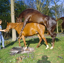 Bay Stallion mating with (covering) chestnut British show pony mare, UK