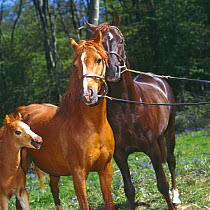 British show pony mare and stallion interacting before mating, colt foal 'yamming' to placate the stallion while keeping on the far side of his mother for safety, UK