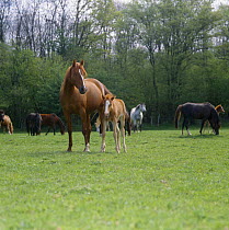 British show pony chestnut mare and colt foal (45-days) in field with other horses, UK. Mare nervous after mating, note her pricked ears, flared nostrils and swishing tail.