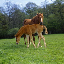 British show pony chestnut mare and colt foal (45-days) in field, mare annoyed as her foal pushes past her while she was grazing, UK