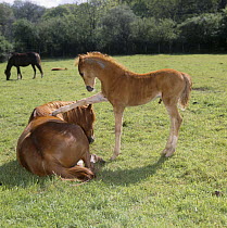 British show pony chestnut mare and colt foal (45-days) in field, foal pawing his mother's back while she tries to rest, UK