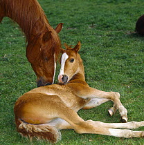 British show pony chestnut mare sniffing colt foal (45-days) in field, UK