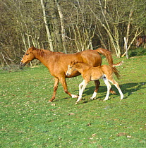 Domestic horse, chestnut British show pony mare and foal (17-days), mare trotting and foal cantering to keep up, UK