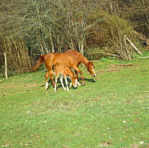 Domestic horse, chestnut British show pony mare and foal (17-days) grazing in field, UK