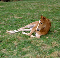 Domestic horse, chestnut British show pony colt foal (17-days) resting in field, UK