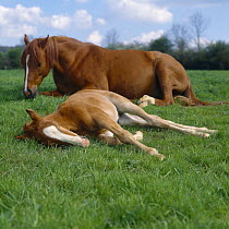 Domestic horse, chestnut British show pony mare and colt foal (four-weeks) lying resting in field, UK