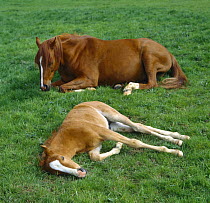 Domestic horse, chestnut British show pony mare and colt foal (four-weeks-old) lying resting in field, UK