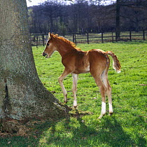Domestic horse, chestnut British show pony colt foal (15-days) investigating the taste and texture of Oak bark, UK