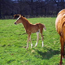 Domestic horse, chestnut British show pony colt foal (15-days) whinnying in response to mares in next field, UK