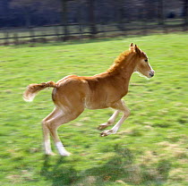 Domestic horse, chestnut British show pony colt foal (11-days) leaping away, UK