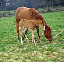 Domestic horse, chestnut British show pony mare with colt foal on his first day out in a field, UK