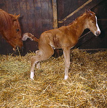 British show pony newborn foal passing its first urine, UK, sequence 25/26