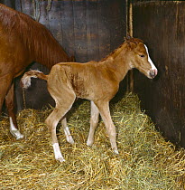 British show pony newborn foal passing its first urine, UK, sequence 24/26