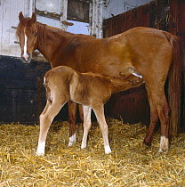 British show pony mare giving birth, newborn foal with suckling, UK, sequence 23/26