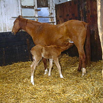 British show pony mare giving birth, newborn foal with suckling, UK, sequence 22/26