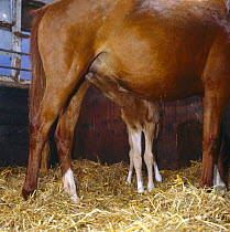 British show pony mare giving birth, newborn foal with suckling from mother for the first time, UK, sequence 21/26