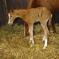 British show pony mare giving birth, newborn foal with coat almost, standing steadily on his feet for the first time, UK, sequence 20/26