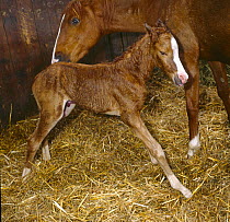 British show pony mare giving birth, mare licking the coat of her newborn foal who is standing up for the first time, UK, sequence 17/26