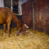 British show pony mare giving birth, mare licking the coat of her newborn foal who is struggling to stand up for the first time, UK, sequence 16/26