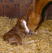 British show pony mare giving birth, mare smelling her newborn foal, UK, sequence 15/26
