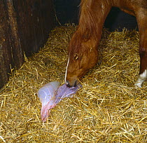 British show pony mare giving birth, mare starting to eat the afterbirth, sequence 14/26