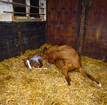 British show pony mare giving birth, mare removing membrane from round body of foal, UK, sequence 13/26