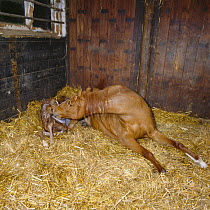 British show pony mare giving birth, mare sniffing her foal while waiting for the placenta to come away, UK, sequence 12/26