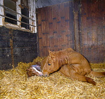 British show pony mare giving birth, mare sniffing her foal while waiting for the placenta to come away, UK, sequence 11/26