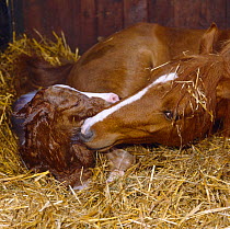 British show pony mare giving birth, mare sniffing her foal while waiting for the placenta to come away, UK, sequence 10/26