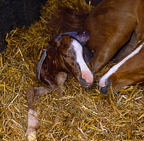 British show pony mare giving birth, mare and foal sniff nostrils while waiting for the placenta to come away, UK, sequence 9/26